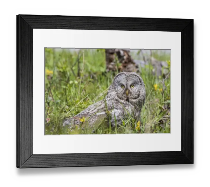 Framed Print : USA, Wyoming, Grand Teton National Park, Great Gray Owl sits on the ground amongst Framed Print : USA, Wyoming, Grand Teton National Park, Great Gray Owl sits on the ground amongst