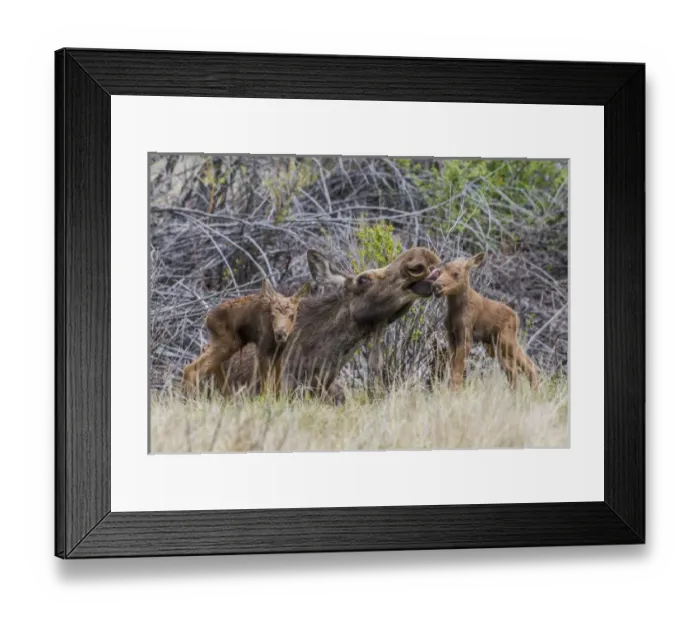 Framed Print : USA, Wyoming, Sublette County, a cow moose licks her newborn calf Framed Print : USA, Wyoming, Sublette County, a cow moose licks her newborn calf