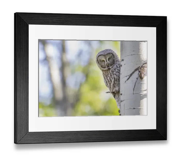 Framed Print : USA, Wyoming, Grand Teton National Park, an adult Great Gray Owl stares from behind Framed Print : USA, Wyoming, Grand Teton National Park, an adult Great Gray Owl stares from behind