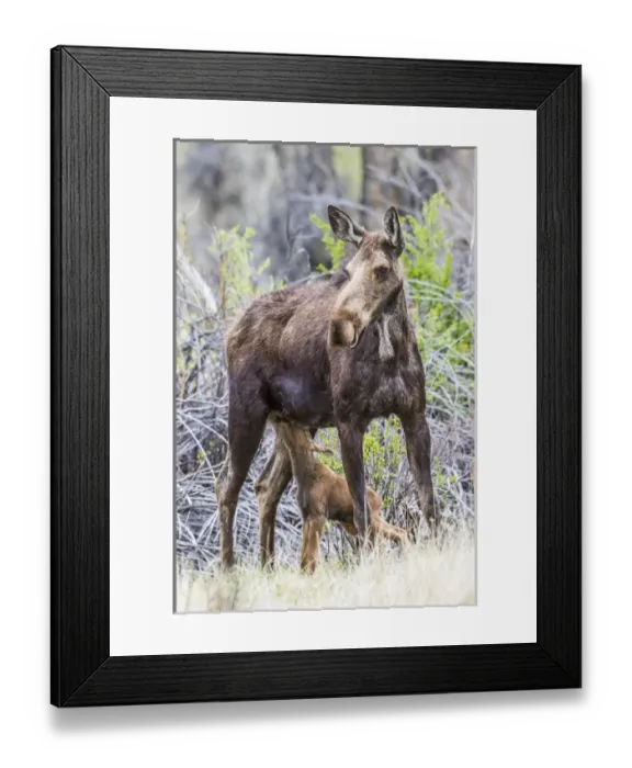 Framed Print : USA, Wyoming, Sublette County, a cow moose stands while her calf nurses Framed Print : USA, Wyoming, Sublette County, a cow moose stands while her calf nurses