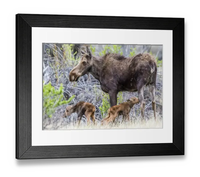 Framed Print : USA, Wyoming, Sublette County, a cow moose stands by her twin newborn calves Framed Print : USA, Wyoming, Sublette County, a cow moose stands by her twin newborn calves