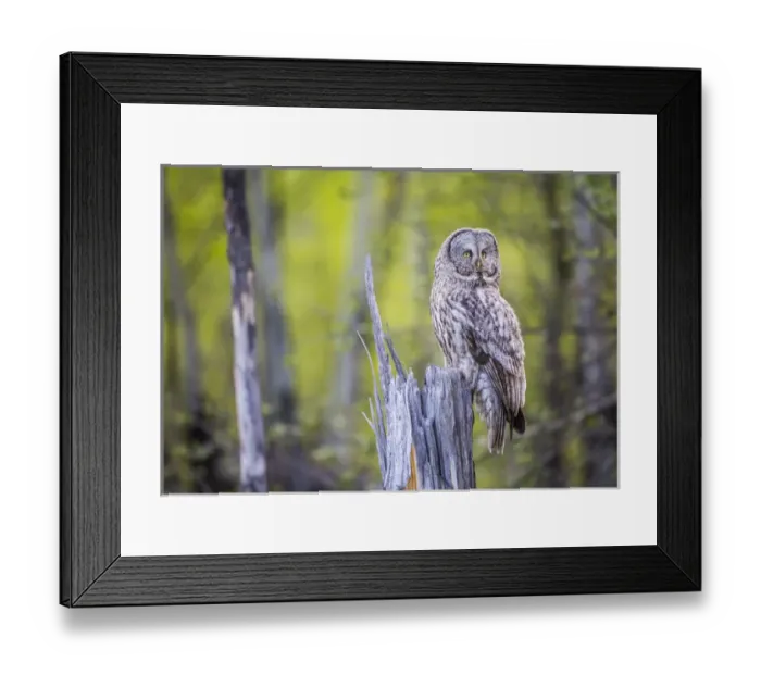 Framed Print : USA, Wyoming, Grand Teton National Park, an adult Great Gray Owl sits on a stump Framed Print : USA, Wyoming, Grand Teton National Park, an adult Great Gray Owl sits on a stump