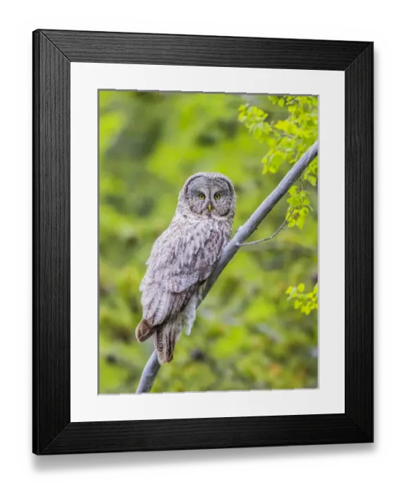 Framed Print : USA, Wyoming, Grand Teton National Park, an adult Great Gray Owl roosts on a branch Framed Print : USA, Wyoming, Grand Teton National Park, an adult Great Gray Owl roosts on a branch