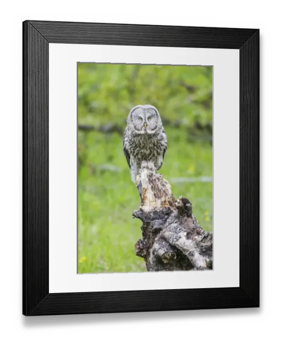 Framed Print : USA, Wyoming, Grand Teton National Park, an adult Great Gray Owl stares from a stump Framed Print : USA, Wyoming, Grand Teton National Park, an adult Great Gray Owl stares from a stump