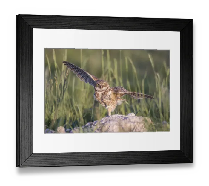 Framed Print : USA, Wyoming, Sublette County, a Burrowing Owl lands at its burrow