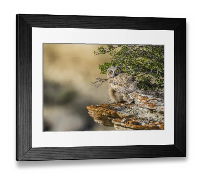 Framed Print : USA, Wyoming, Sublette County, a young Great Horned Owl sits on a lichen covered ledge Framed Print : USA, Wyoming, Sublette County, a young Great Horned Owl sits on a lichen covered ledge