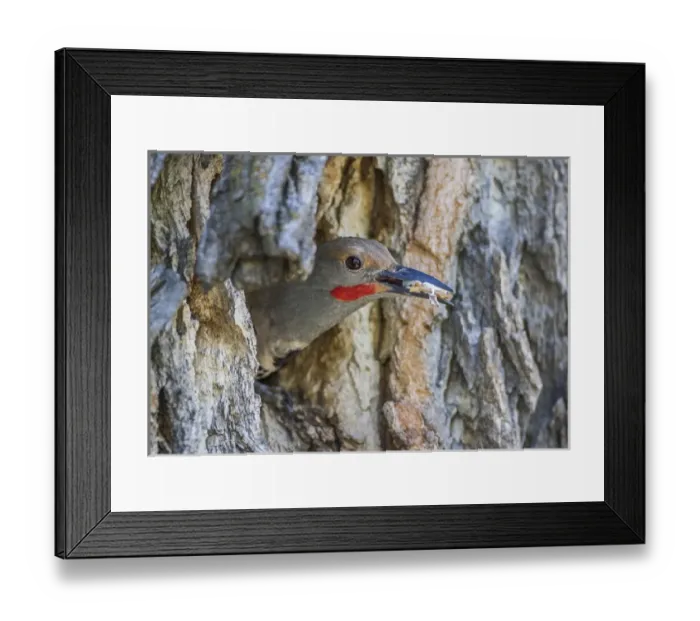 Framed Print : USA, Wyoming, Lincoln County, a Northern Flicker removes a fecal sac from the nest Framed Print : USA, Wyoming, Lincoln County, a Northern Flicker removes a fecal sac from the nest