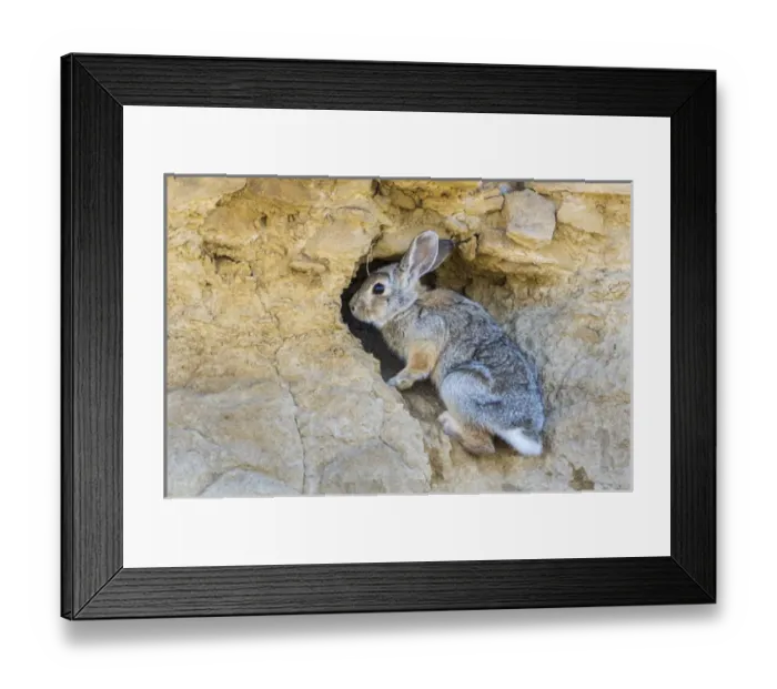 Framed Print : USA, Lincoln County, a cottontail rabbit climbs into its hole in a cliff in Framed Print : USA, Lincoln County, a cottontail rabbit climbs into its hole in a cliff in