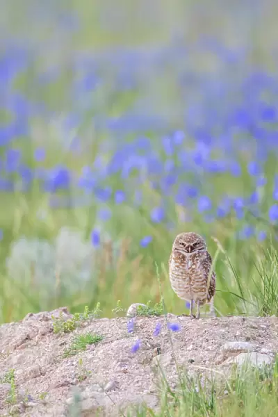 USA, Wyoming, Sublette County, an adult Burrowing Owl stands at its burrow with
