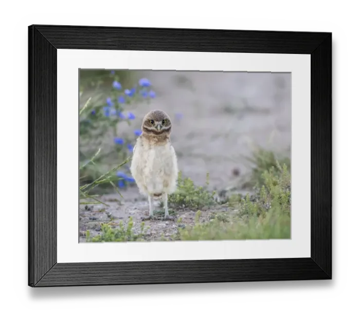 Framed Print : USA, Wyoming, Sublette County, a young Burrowing Owl standing with a floral background Framed Print : USA, Wyoming, Sublette County, a young Burrowing Owl standing with a floral background