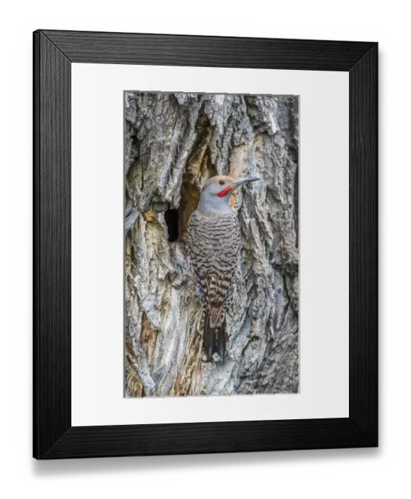 Framed Print : USA, Wyoming, Lincoln County, a Northern Flicker sits at the nest cavity in a cottonwood Framed Print : USA, Wyoming, Lincoln County, a Northern Flicker sits at the nest cavity in a cottonwood