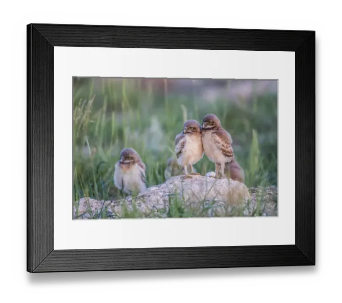 Framed Print : USA, Wyoming, Sublette County, Burrowing Owl chicks stand at the burrow entrance Framed Print : USA, Wyoming, Sublette County, Burrowing Owl chicks stand at the burrow entrance