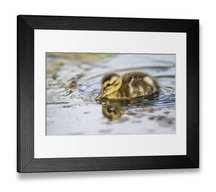 Framed Print : USA, Wyoming, Sublette County, a duckling swims amongst the duckweed Framed Print : USA, Wyoming, Sublette County, a duckling swims amongst the duckweed