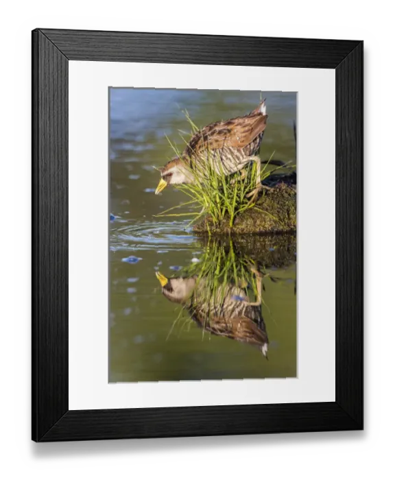 Framed Print : USA, Wyoming, Sublette County, a Sora forages for food in a pond which creates a