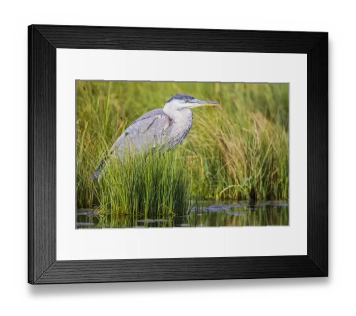 Framed Print : USA, Wyoming, Sublette County, a juvenile Great Blue Heron forages for food