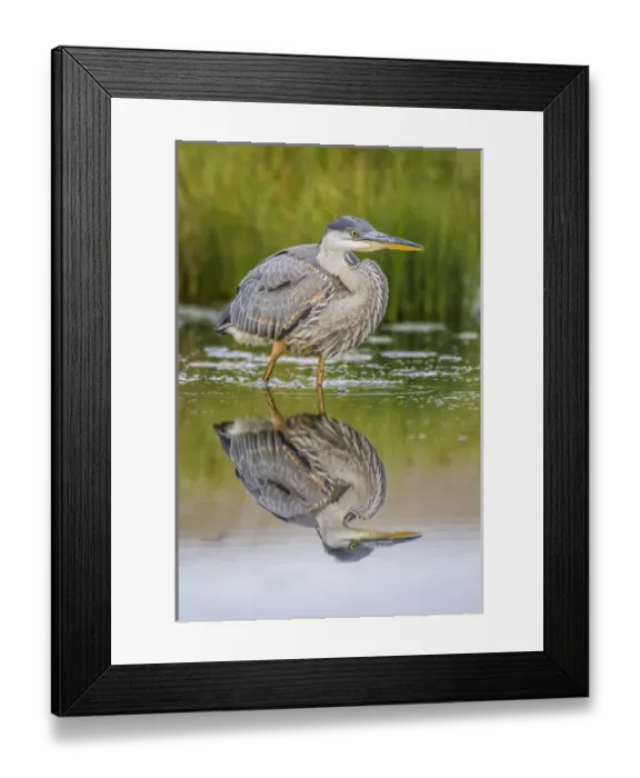 Framed Print : USA, Wyoming, Sublette County, a juvenile Great Blue Heron forages for food in a Framed Print : USA, Wyoming, Sublette County, a juvenile Great Blue Heron forages for food in a