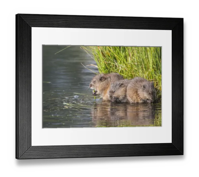 Framed Print : USA, Wyoming, Sublette County, three young muskrats feed on sedges in a pond