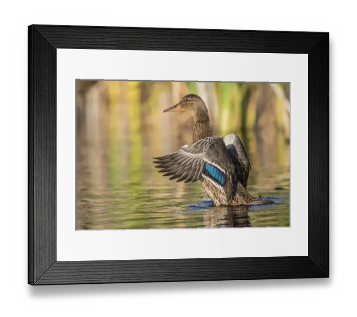 Framed Print : USA, Wyoming, Sublette County, a Mallard stretches its wings while sitting on a pond