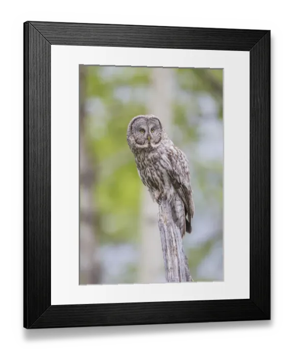 Framed Print : USA, Wyoming, Grand Teton National Park, a Great Gray Owl perches on a stump Framed Print : USA, Wyoming, Grand Teton National Park, a Great Gray Owl perches on a stump