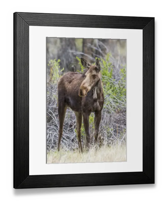 Framed Print : USA, Wyoming, Sublette County, a cow moose stands near a willow patch in the springtime Framed Print : USA, Wyoming, Sublette County, a cow moose stands near a willow patch in the springtime