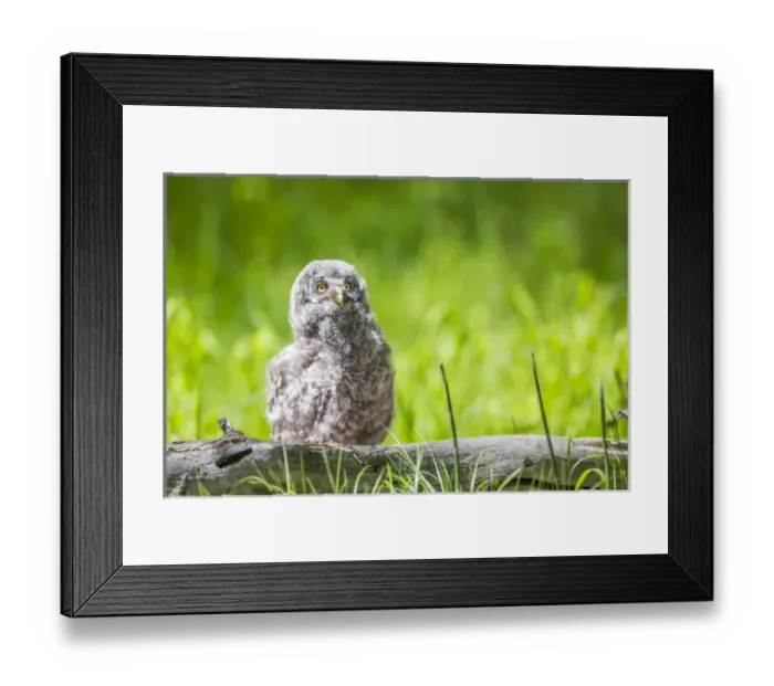 Framed Print : USA, Wyoming, Grand Teton National Park, Great Gray Owl Fledgling sitting on log Framed Print : USA, Wyoming, Grand Teton National Park, Great Gray Owl Fledgling sitting on log