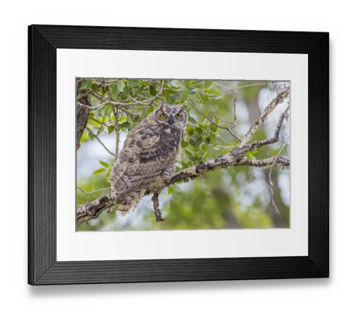 Framed Print : USA, Wyoming, Lincoln County, a recently fledged Great Horned Owl roosts in a cottonwood Framed Print : USA, Wyoming, Lincoln County, a recently fledged Great Horned Owl roosts in a cottonwood