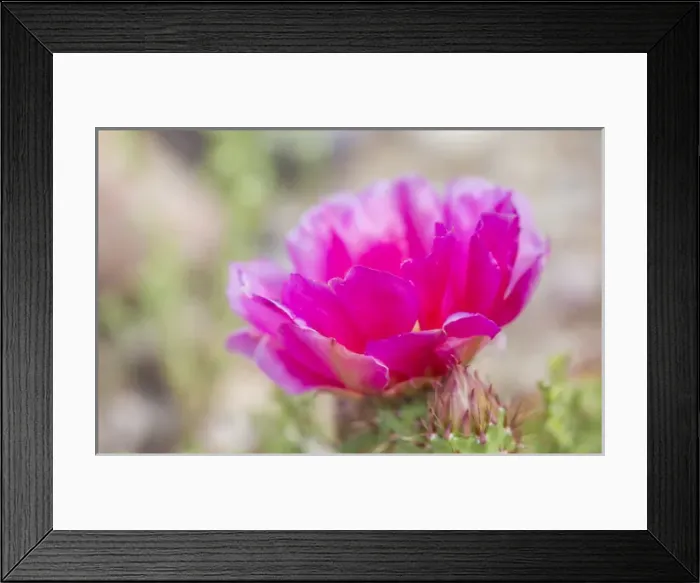 Framed Print : USA, Wyoming, Lincoln County, a pink Prickly Pear cactus blooms in June