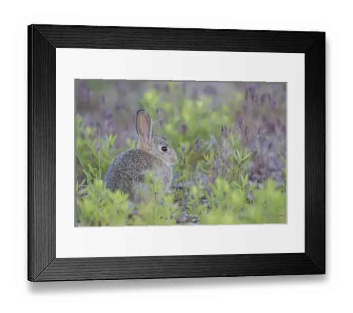 Framed Print : USA, Wyoming, Lincoln County, a young cottontail rabbit sits amongst grasses Framed Print : USA, Wyoming, Lincoln County, a young cottontail rabbit sits amongst grasses