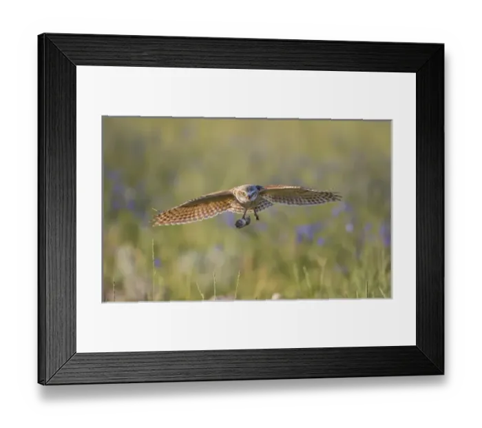 Framed Print : USA, Wyoming, Sublette County, Pinedale, A Burrowing Owl flies into its burrow Framed Print : USA, Wyoming, Sublette County, Pinedale, A Burrowing Owl flies into its burrow