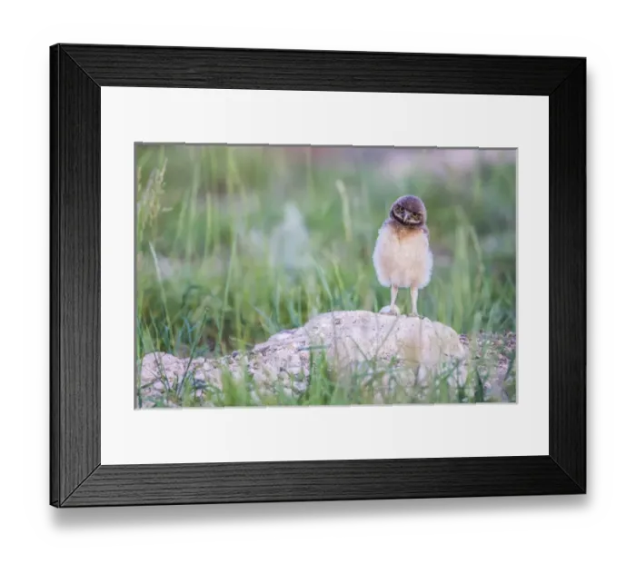 Framed Print : USA, Wyoming, Sublette County, Pinedale, a Burrowing Owl chick stands at it s