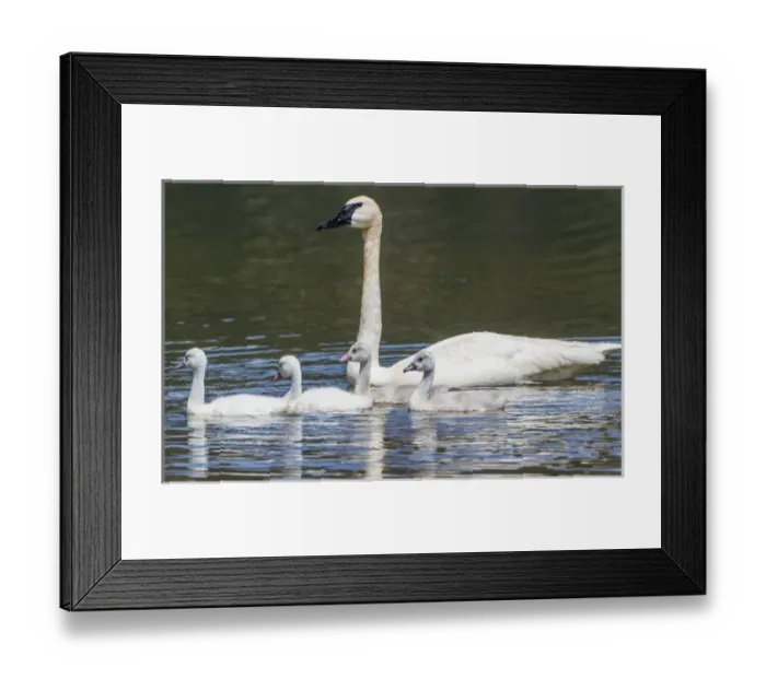 Framed Print : USA, Montana, Red Rock Lakes National Wildlife Refuge, Elk Lake, a Trumpeter Swan