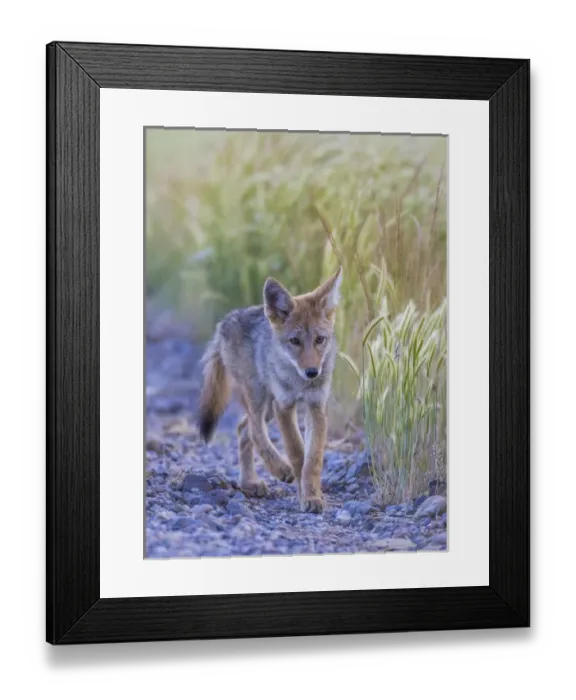 Framed Print : USA, Montana, Red Rock Lakes National Wildlife Refuge, a coyote pup walks along Framed Print : USA, Montana, Red Rock Lakes National Wildlife Refuge, a coyote pup walks along
