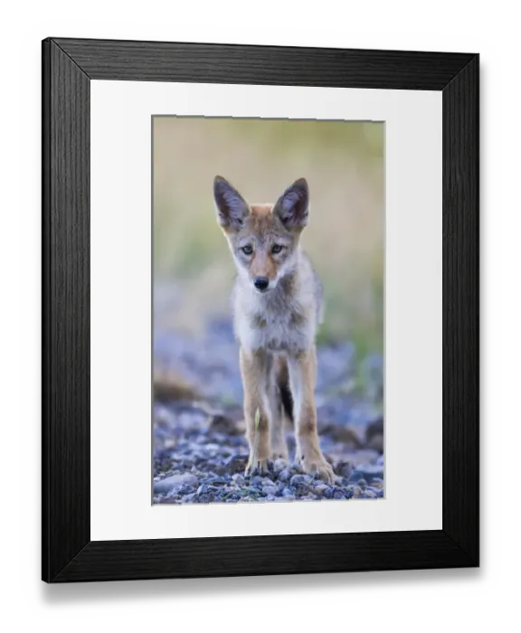 Framed Print : USA, Montana, Red Rock Lakes National Wildlife Refuge, Coyote pup standing in roadway Framed Print : USA, Montana, Red Rock Lakes National Wildlife Refuge, Coyote pup standing in roadway