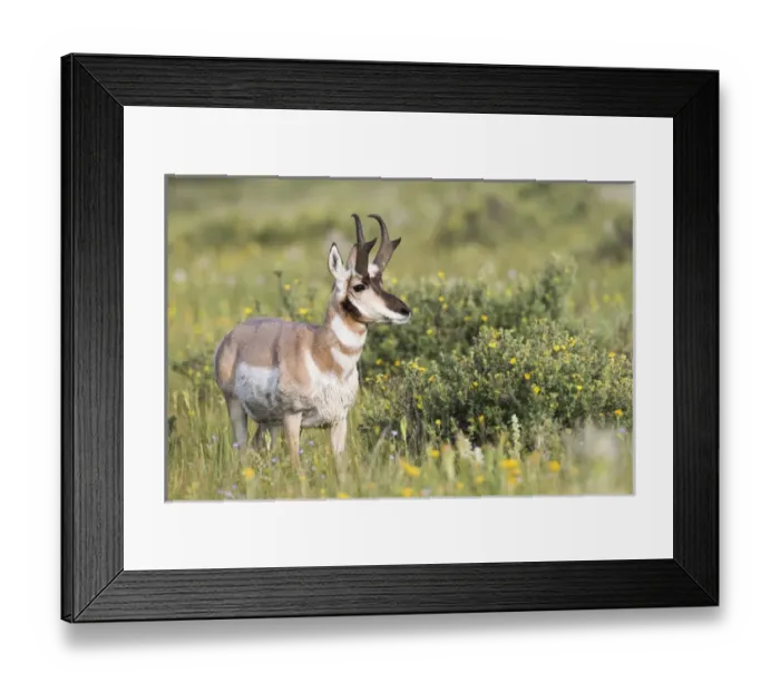 Framed Print : USA, Montana, Red Rock Lakes National Wildlife Refuge, Pronghorn Antelope buck standing