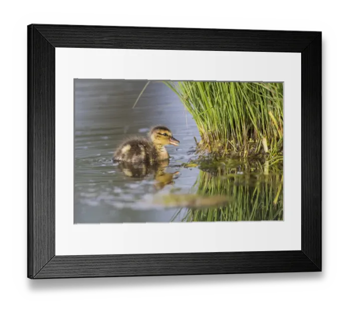 Framed Print : USA, Wyoming, Sublette County, a newly hatched Cinnamon Teal duckling swims on a pond