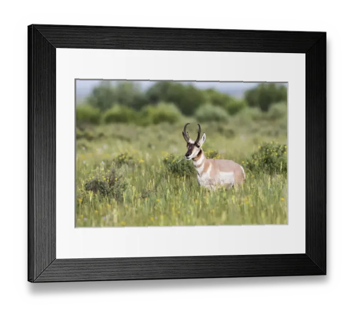 Framed Print : USA, Montana, Red Rock Lakes National Wildlife Refuge, Pronghorn Antelope buck standing Framed Print : USA, Montana, Red Rock Lakes National Wildlife Refuge, Pronghorn Antelope buck standing
