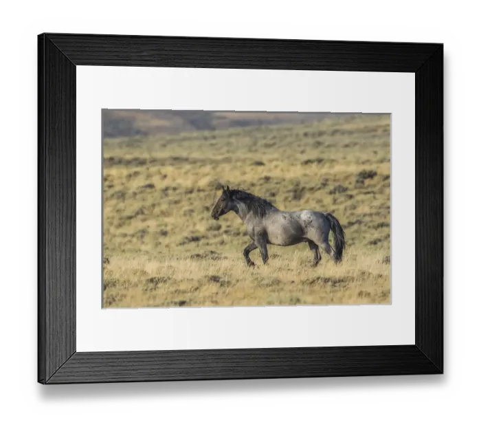 Framed Print : USA, Wyoming, Sweetwater County, Red Desert, a stallion of a small band of wild horses Framed Print : USA, Wyoming, Sweetwater County, Red Desert, a stallion of a small band of wild horses