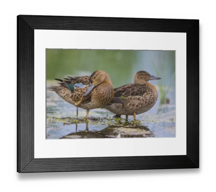 Framed Print : USA, Wyoming, Sublette County, two Cinnamon Teal young stand in a wetland with one Framed Print : USA, Wyoming, Sublette County, two Cinnamon Teal young stand in a wetland with one