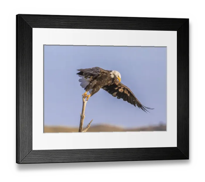 Framed Print : USA, Wyoming, Sublette County, A Bald Eagle takes off from its perch on a dead Framed Print : USA, Wyoming, Sublette County, A Bald Eagle takes off from its perch on a dead