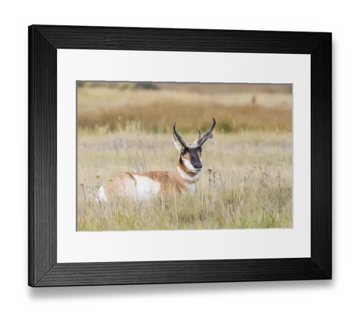 Framed Print : USA, Wyoming, Sublette County, a buck Pronghorn Antelope lays down in grasses Framed Print : USA, Wyoming, Sublette County, a buck Pronghorn Antelope lays down in grasses