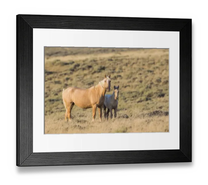 Framed Print : USA, Wyoming, Sweetwater County, Red Desert, a Palamino mare and her foal Framed Print : USA, Wyoming, Sweetwater County, Red Desert, a Palamino mare and her foal