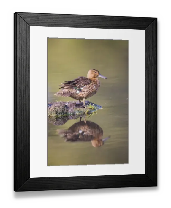 Framed Print : USA, Wyoming, Sublette County, a Cinnamon Teal rests on a mud flat in a small pond Framed Print : USA, Wyoming, Sublette County, a Cinnamon Teal rests on a mud flat in a small pond