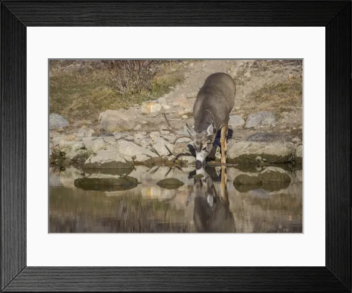 Framed Print : USA, Wyoming, Sublette County, Boulder Creek, A mule deer buck drinks from a creek