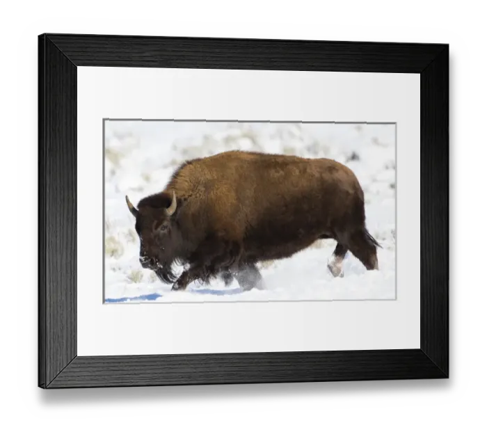 Framed Print : USA, Wyoming, Grand Teton National Park, Bison running in snow on Antelope Flats Framed Print : USA, Wyoming, Grand Teton National Park, Bison running in snow on Antelope Flats