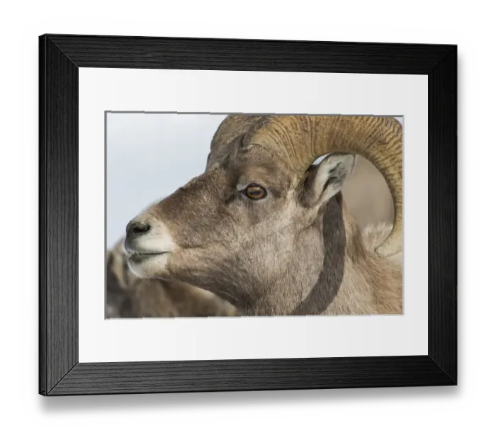 Framed Print : USA, Wyoming, Teton County, National Elk Refuge, Bighorn sheep ram portrait Framed Print : USA, Wyoming, Teton County, National Elk Refuge, Bighorn sheep ram portrait