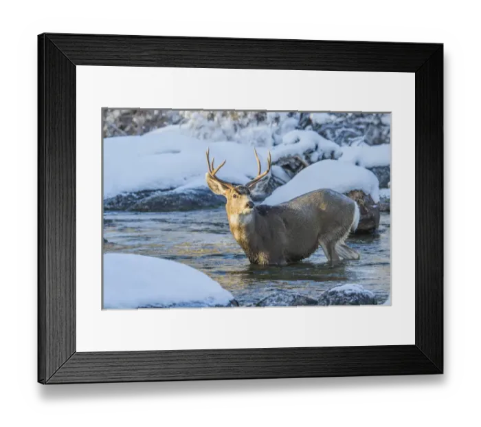 Framed Print : USA, Wyoming, Sublette County, A mule deer buck crosses Pine Creek as it migrates Framed Print : USA, Wyoming, Sublette County, A mule deer buck crosses Pine Creek as it migrates