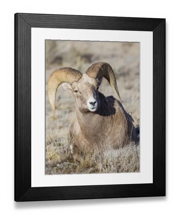 Framed Print : USA, Wyoming, Teton County, National Elk Refuge, Bighorn sheep ram lying down