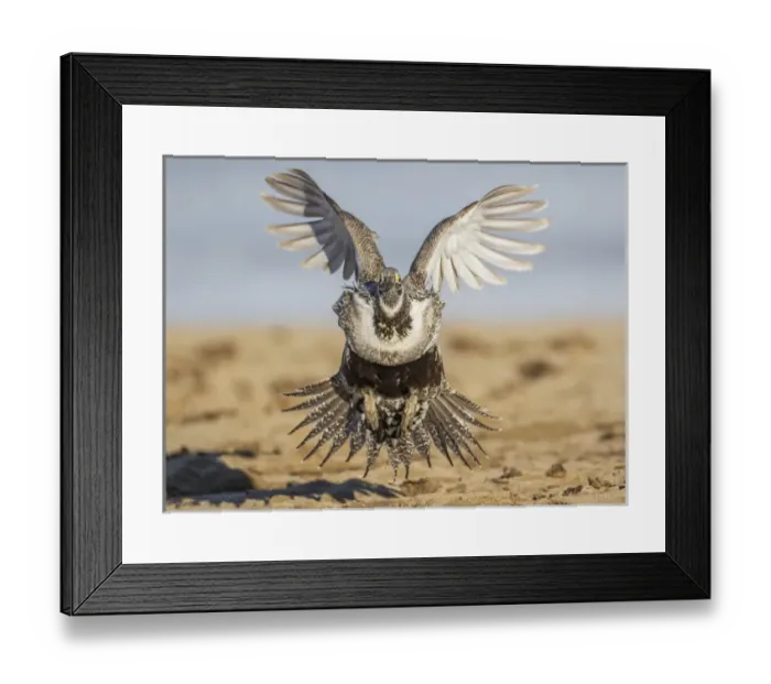 Framed Print : USA, Wyoming, Sublette County, a Greater Sage Grouse lands on a lek in March