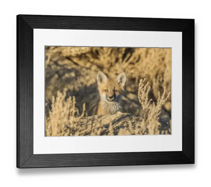 Framed Print : USA, Wyoming, Lincoln County, a red fox kit peers from its den in the desert Framed Print : USA, Wyoming, Lincoln County, a red fox kit peers from its den in the desert