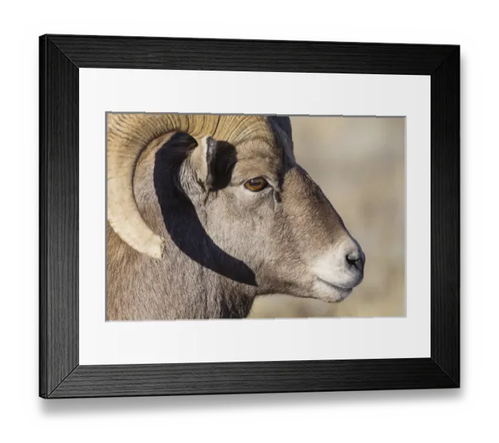 Framed Print : USA, Wyoming, Teton County, National Elk Refuge, Bighorn sheep ram portrait